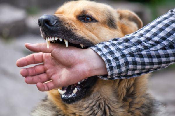 ¡Atención! Caninos y felinos atacan a humanos por brote de rabia