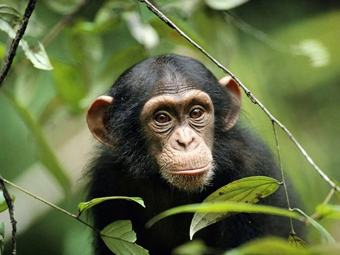 Día Mundial del Chimpancé: 10 cosas que quizás no sabías