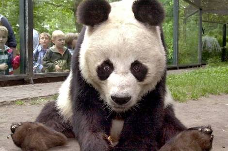 Fallece An An, el panda más anciano del mundo en cautividad      
