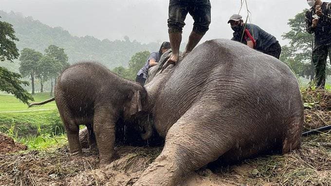 Así rescatan a dos elefantes tras caer en una zanja
