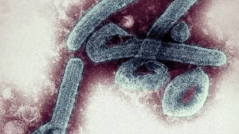 Preocupación por el primer brote del mortal virus de Marburgo 