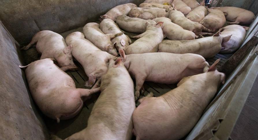 México ofrece plan para apoyar a Haití en el combate de la peste porcina