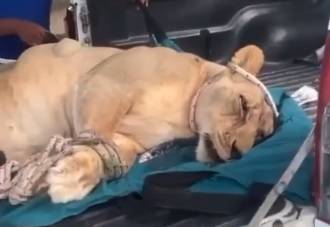 Video: capturan leona que se había escapado de una villa en Puerto Plata