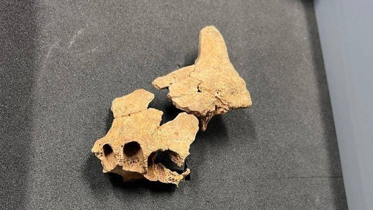 Hallan fragmentos de rostro del primer europeo de hace 1,4 millones de años