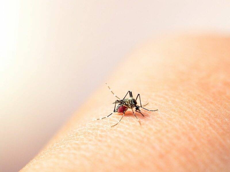 Ante alza de casos, recomendaciones para prevenir el dengue