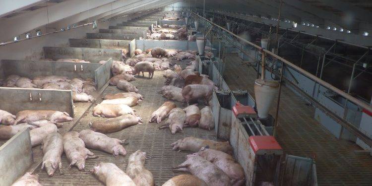 Procuraduría Medio Ambiente someterá granja porcina de Jamao por contaminación