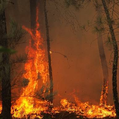 Francia y Portugal registran incendios forestales