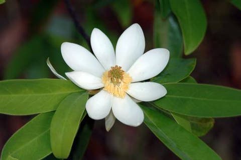 Investigarán las especies de Magnolia endémica para mejorar su conservación