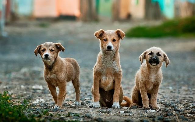 Día Internacional del Perro Callejero: ¿Por qué hay animales que viven en la calle?