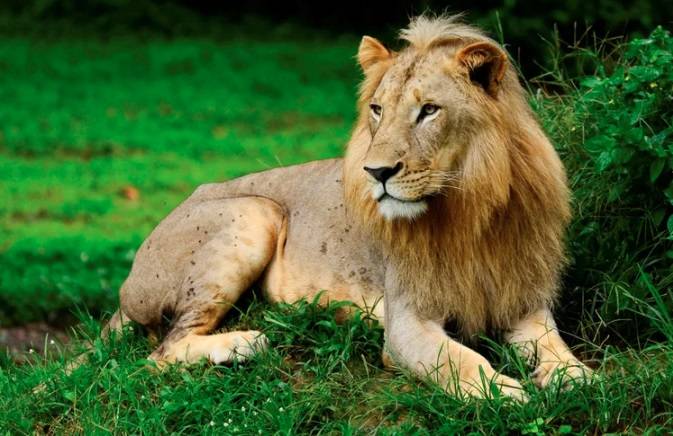 Día Mundial del León: 5 curiosidades del Rey de la Selva