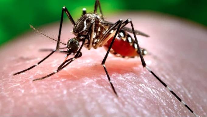 Día Internacional contra el Dengue: ¿Cómo es este mosquito y qué hacer para cuidarte de el?