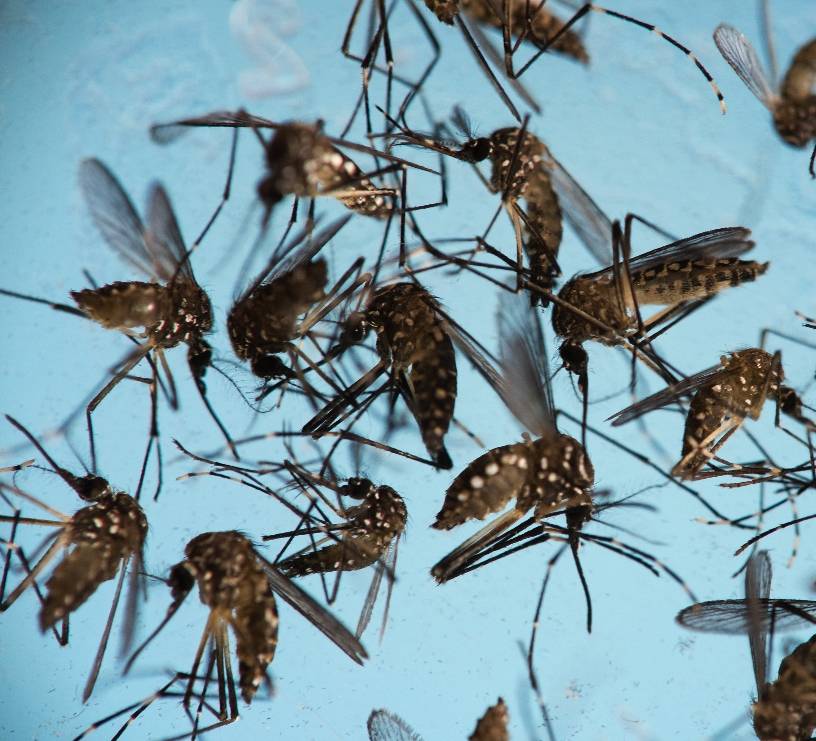 Utilizan “mosquitos vacunados” para combatir el dengue