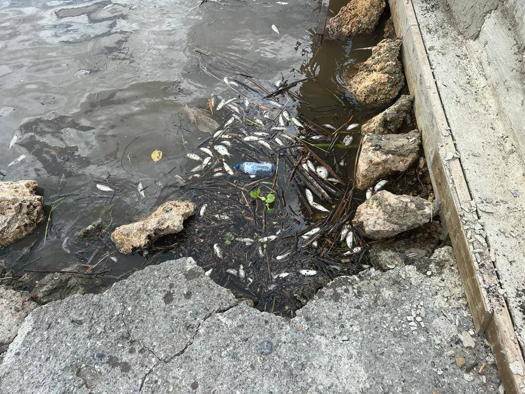 Autoridades investigan muerte de peces en el río Soco