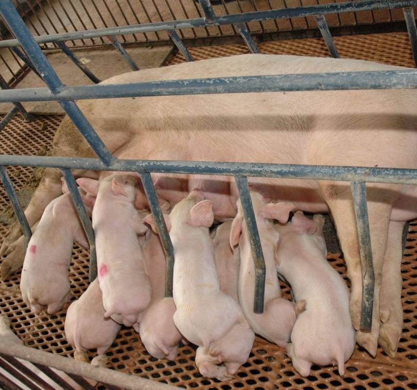 Productores denuncian trama funcionarios y ex    contra porcicultores