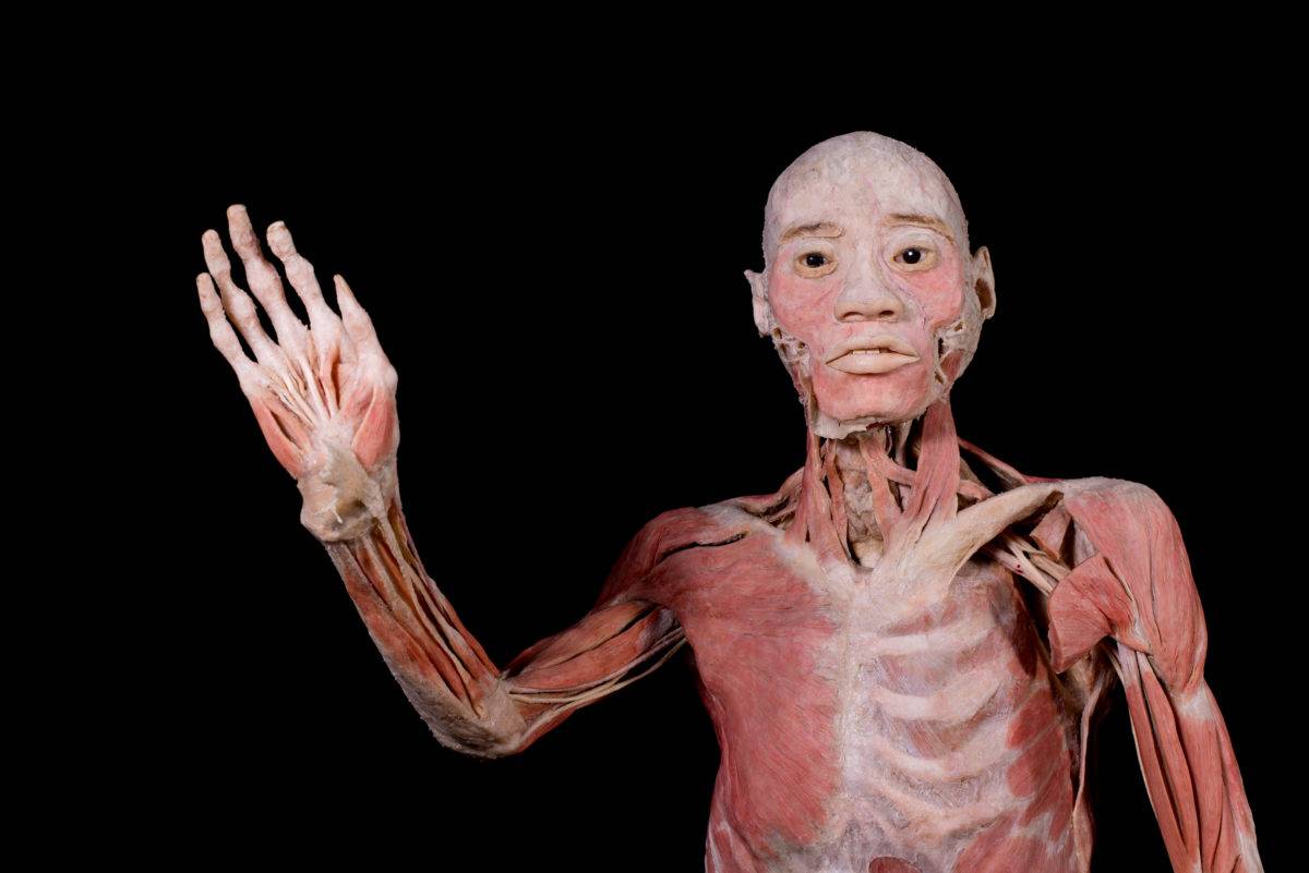 Miles de personas asisten a ver bodies cuerpos humanos reales