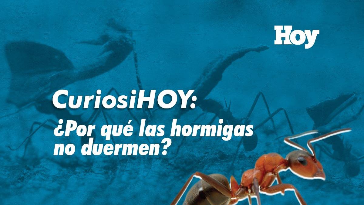 CuriosiHOY: ¿Por qué las hormigas no duermen?