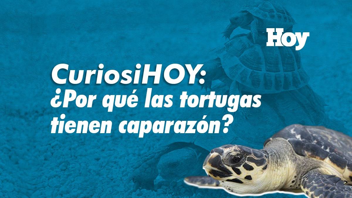 CuriosiHOY: ¿Por qué las tortugas tienen caparazón?