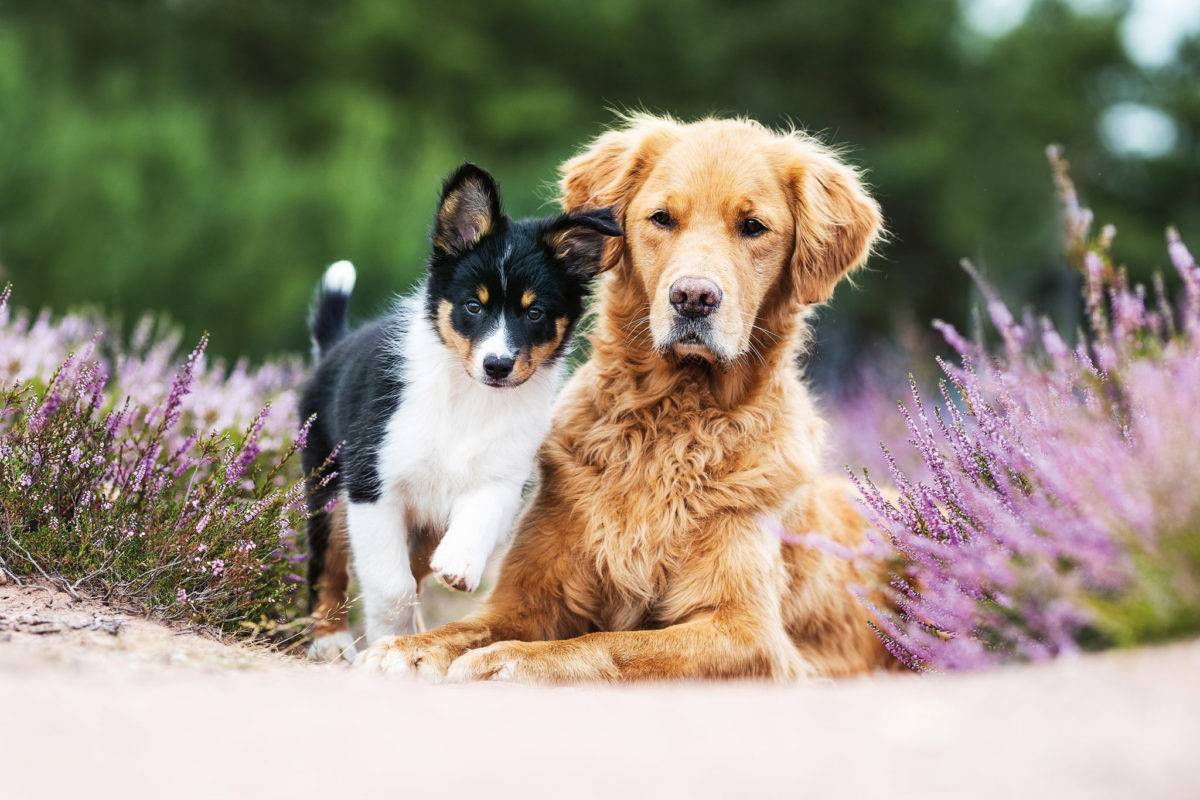 Claves de la comunicación perruna: ¿Todos los perros hablan el mismo idioma?