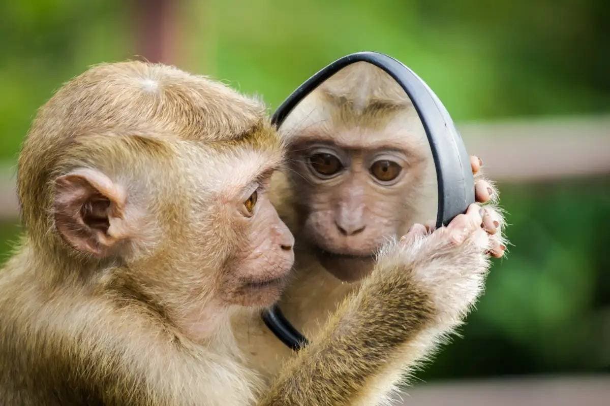 Un Tinder para monos: crearían tecnología para entender sus emociones
