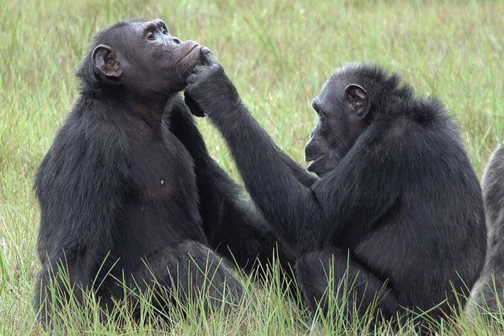 Los chimpancés, utilizan la comunicación para trabajar en equipo igual a los humanos
