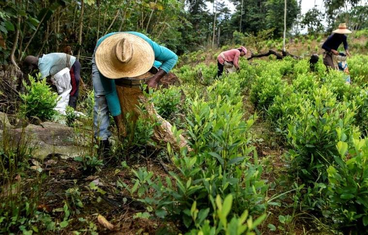 ONU: Colombia produce más cocaína con menos cultivos