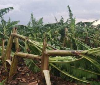 Huracán Fiona: daños agro en Hato Mayor son severos