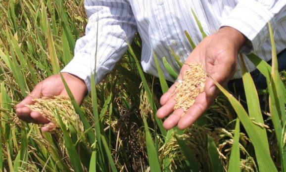 Estados Unidos le tranca el juego a productores de arroz de RD