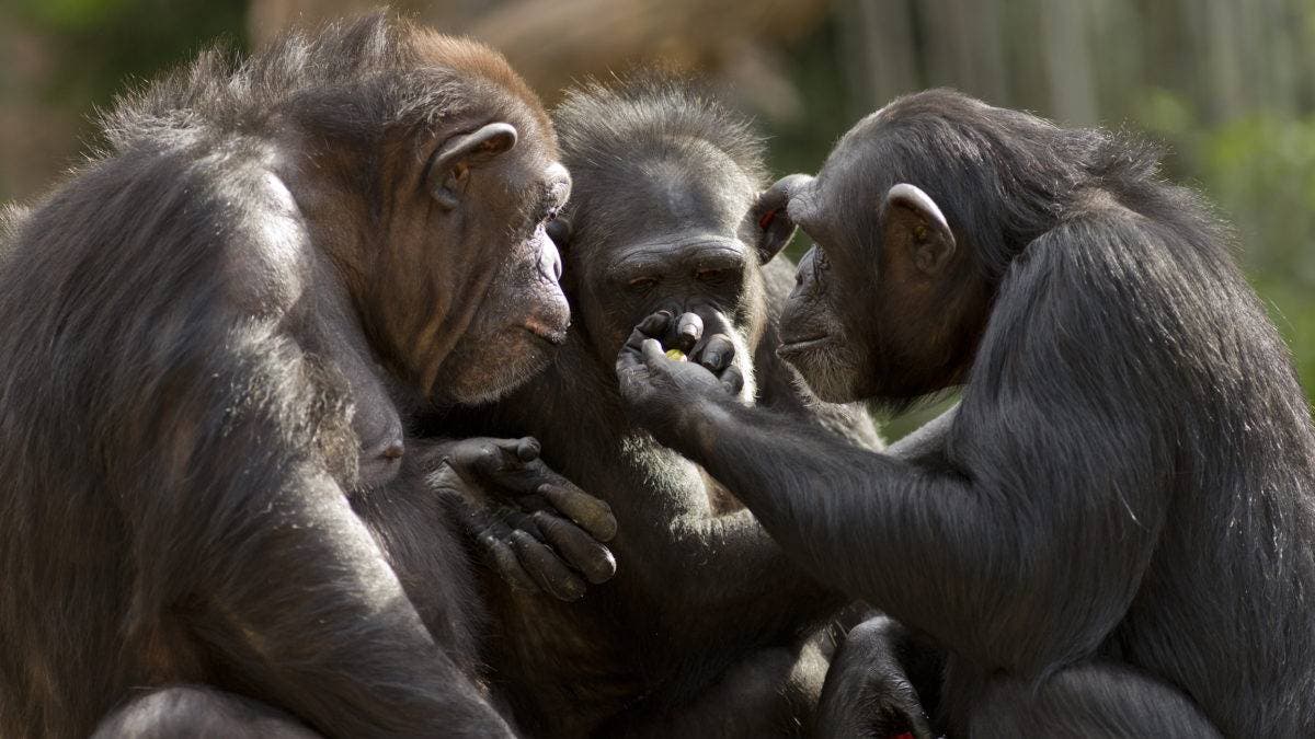 Primates use communication to work as a team