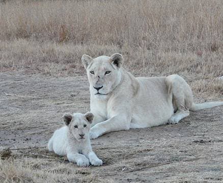 Leones matan a un hombre por defender a sus cachorros