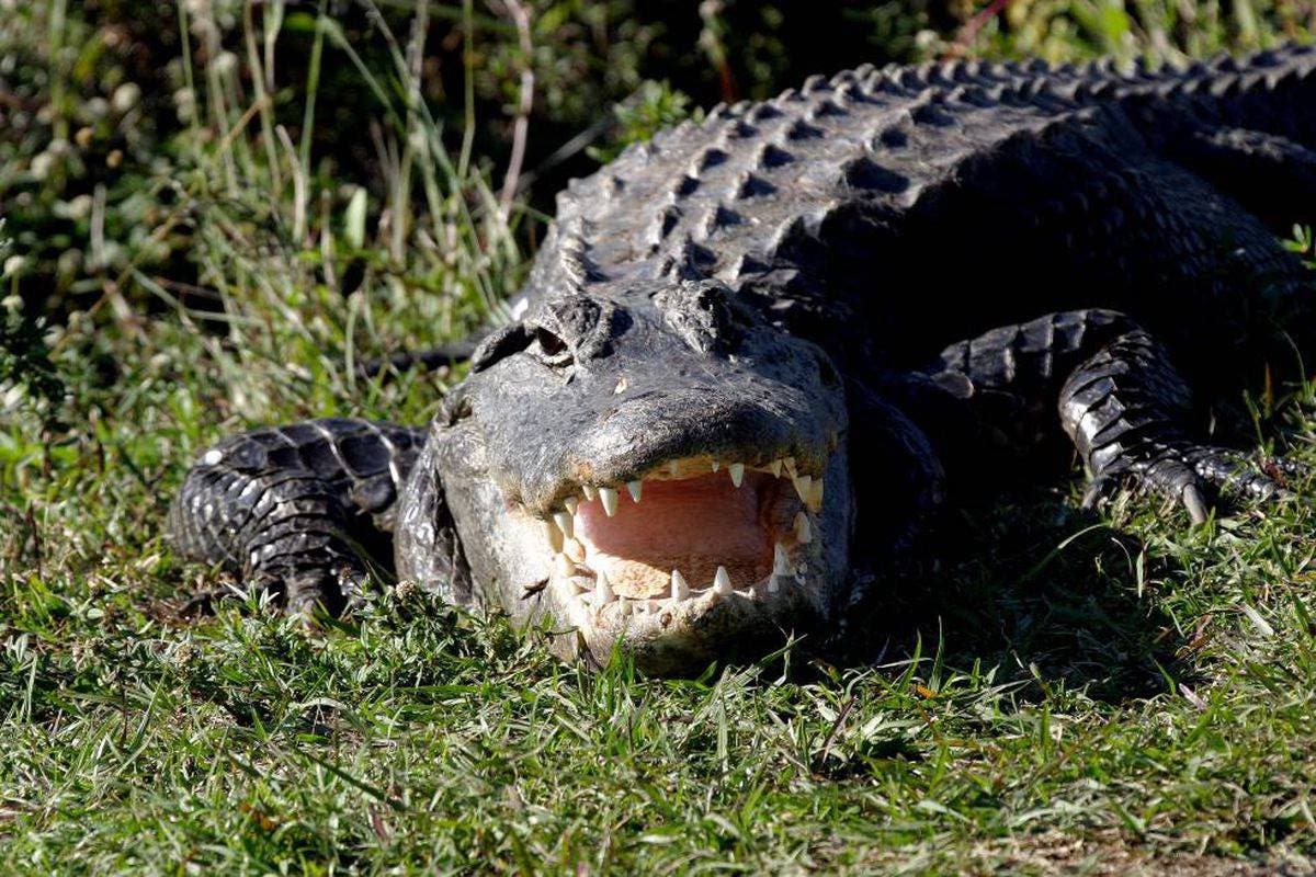 Un caimán muerde a mujer de 77 años en un lago de Florida