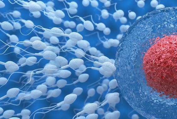 Descubren proteína capaz de mejorar tratamientos de fertilidad