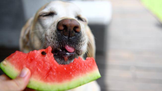Cuáles son las frutas que los perros sí pueden comer