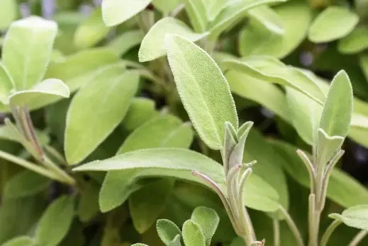 salvia beneficios propiedades