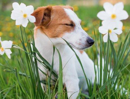 Alergia en perros: ¿Cómo tratarla y detectarla a tiempo?
