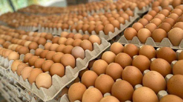 Productores de huevos esperan que bajen precios de materias primas
