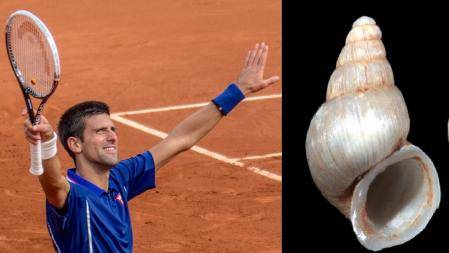 Novak Djokovic ya tiene un insecto que se llama como él