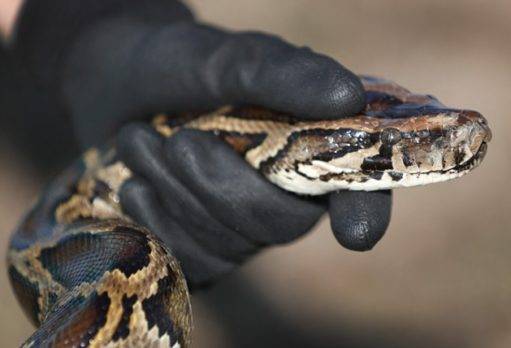 Apresan hispano en frontera Canadá-NY con tres serpientes entre sus piernas