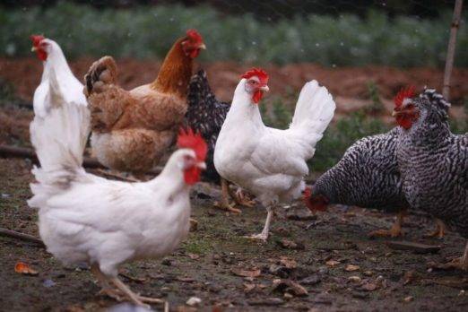 Activan cerco epidemiológico tras detectar caso de influenza aviar en Ecuador