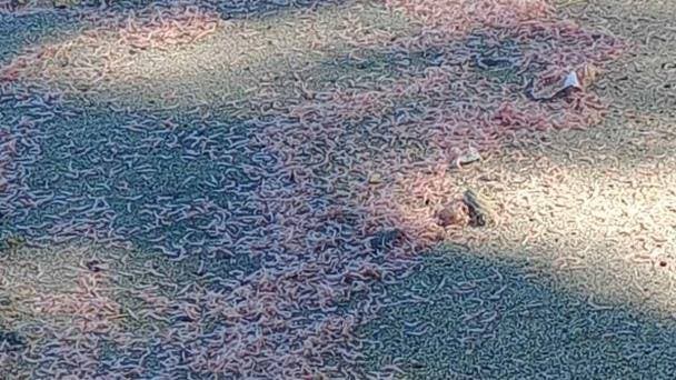 Miles de alevines de camarones mueren en Montecristi; Medio Ambiente investiga