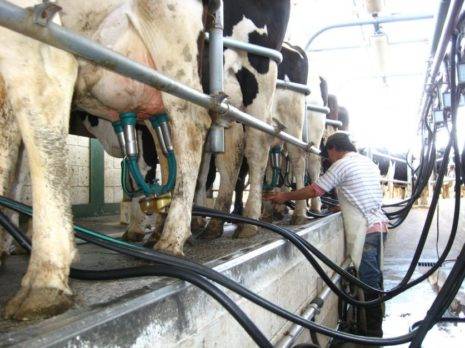 La mayoría de las empresas lácteas están instaladas en el Cibao