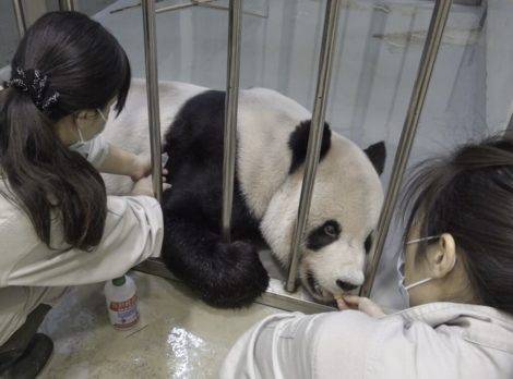 Tuan Tuan, el oso panda enfermo que ha acercado a China y Taiwán