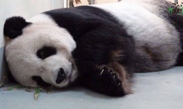 Tuan Tuan el oso panda enfermo que ha acercado a China y Taiwan