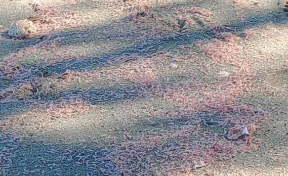 Cambio brusco de la temperatura del agua provocó muerte de camarones en Montecristi