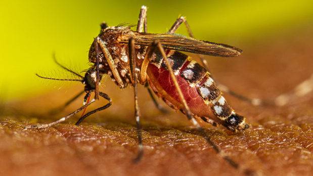 Dengue mató 987 personas en Brasil en 2022