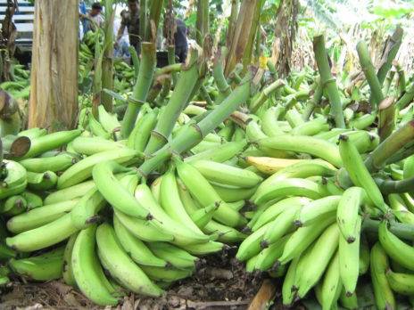 Ciudadanos se quejan por altos precios del plátano