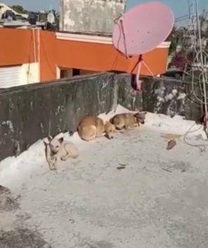 Rescatan a tres perros abandonados en una azotea en Villa Duarte