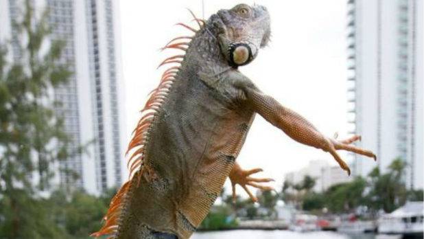 Iguana provoca apagón masivo en Florida