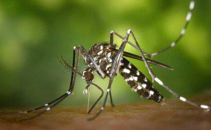 Describen 15 nuevas especies de mosquitos de los hongos en Ecuador