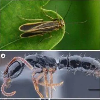 Describen dos nuevas especies de insectos en Ecuador