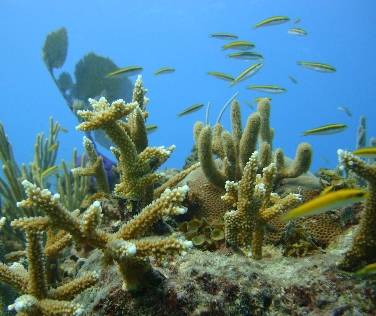 La sobrepesca deteriora los recursos costeros marinos